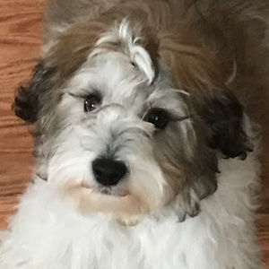 Meet your Posher, Em